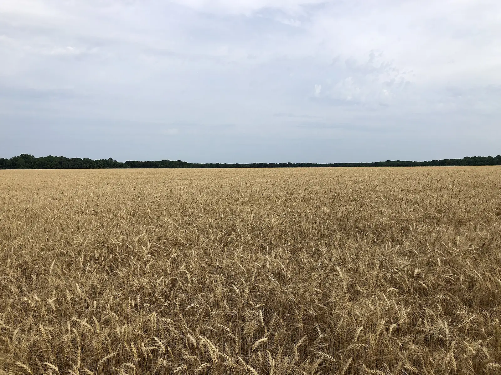 Campo di grano duro maturo pronto per la mietitura a Sanluri, nel Campidano